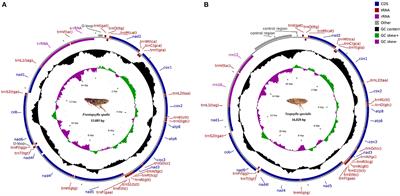 Analysis of complete mitogenomes and phylogenetic relationships of Frontopsylla spadix and Neopsylla specialis